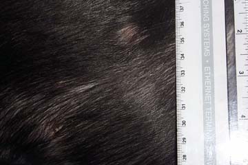CometSurgery1.jpg (48186 bytes)