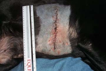 CometSurgery3.jpg (46729 bytes)