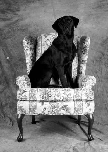 JimPictCometChairSitUp.jpg (24989 bytes)