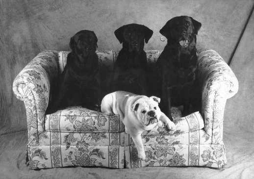 JimPictFourDogs.jpg (23640 bytes)
