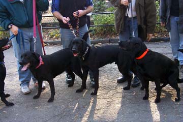 PuppyReunion1.jpg (53643 bytes)