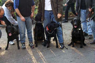 PuppyReunion2.jpg (53620 bytes)