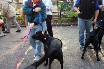 PuppyReunion3.jpg (55056 bytes)