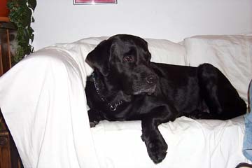 casey1.jpg (44057 bytes)