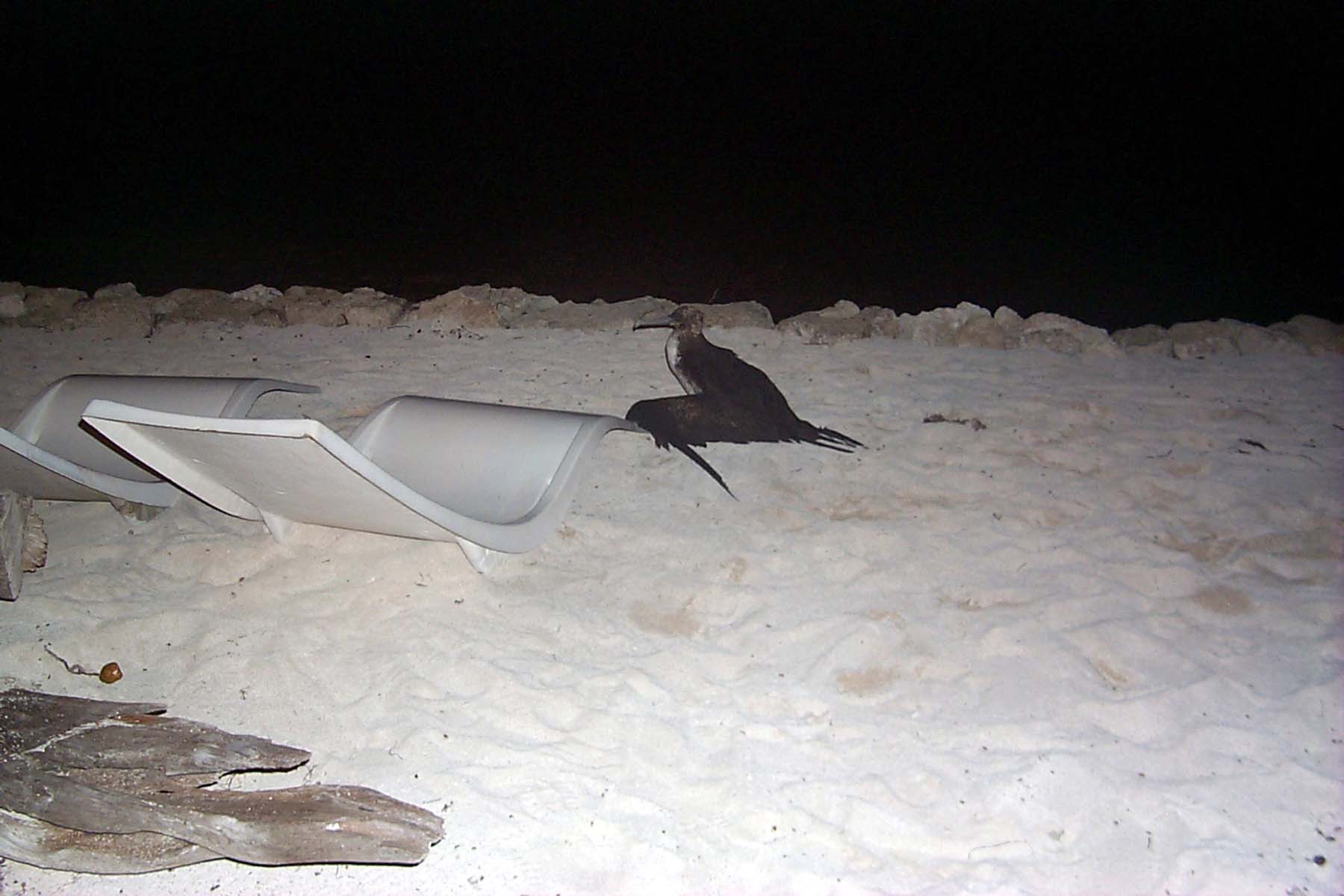 B99_Bird1.JPG (1230245 bytes)