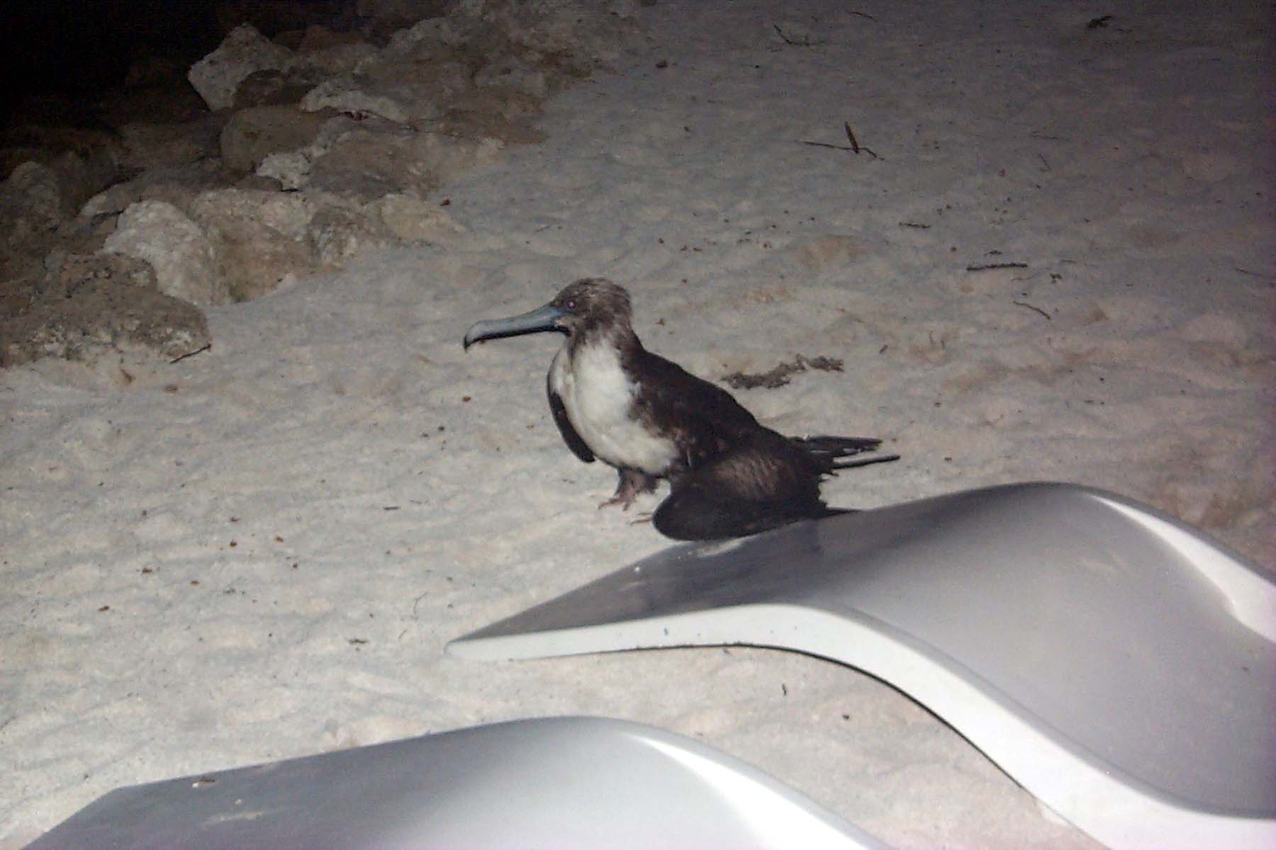B99_Bird2.JPG (1383969 bytes)