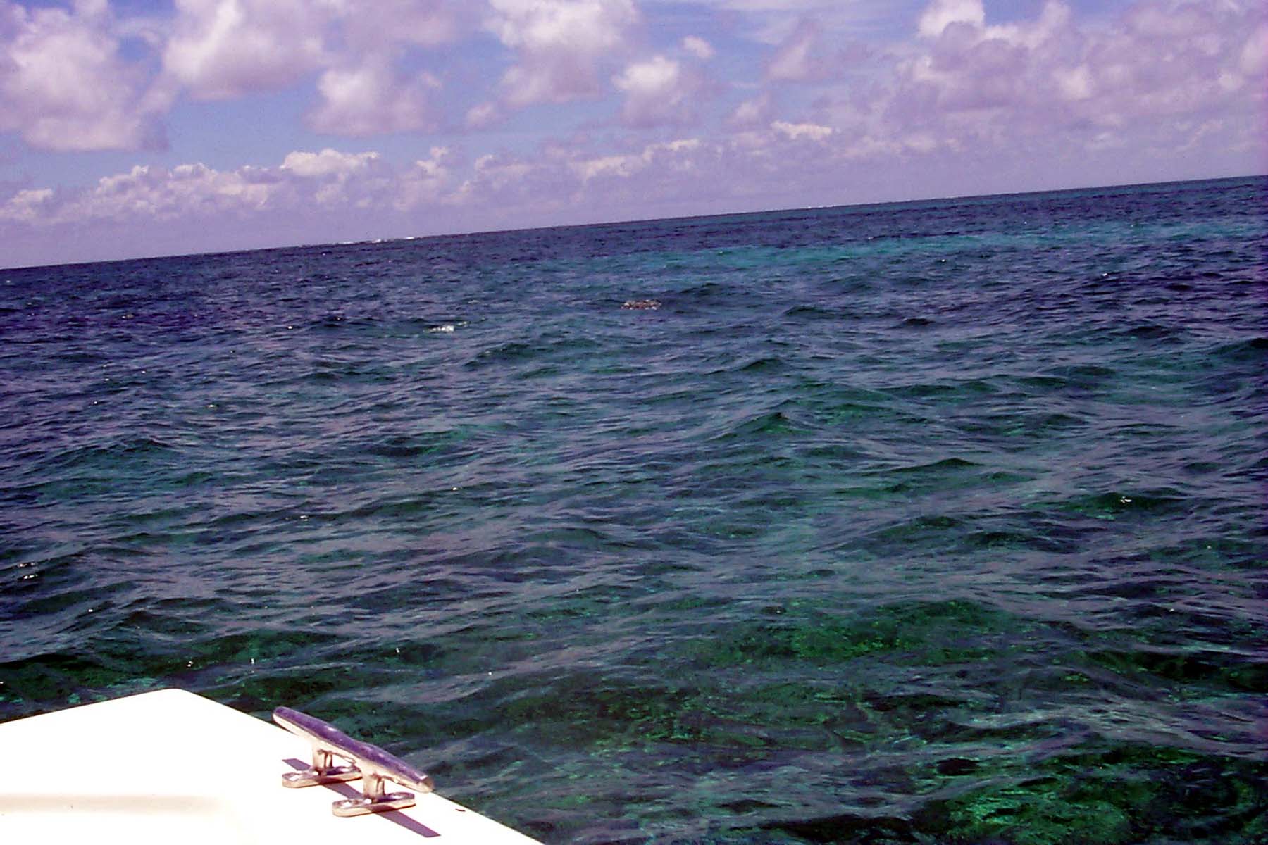 B99_Dolphin2.JPG (1693364 bytes)