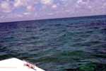 B99_Dolphin2_small.JPG (6639 bytes)