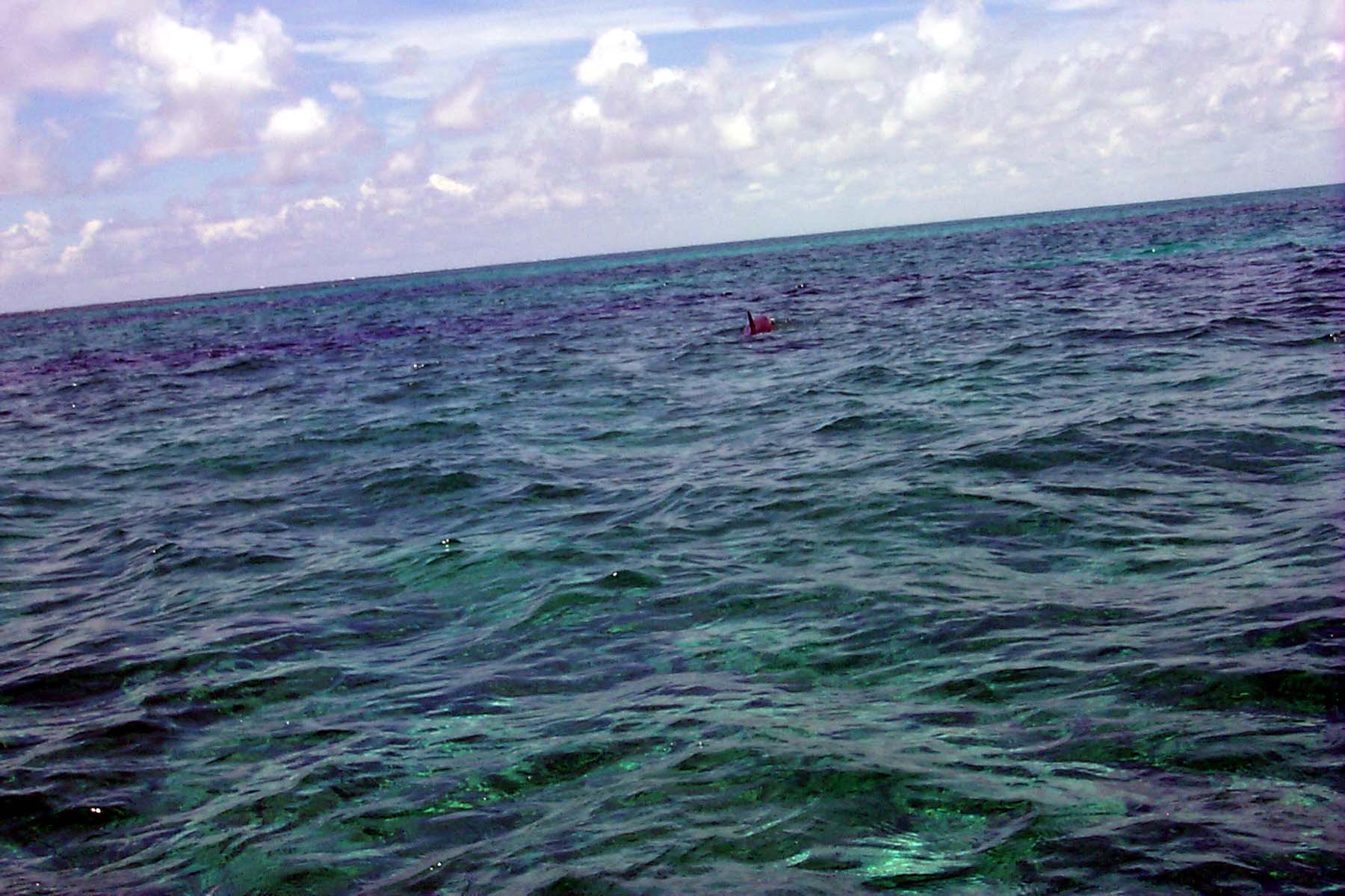 B99_Dolphin3.JPG (1825595 bytes)