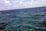 B99_Dolphin3_small.JPG (7178 bytes)