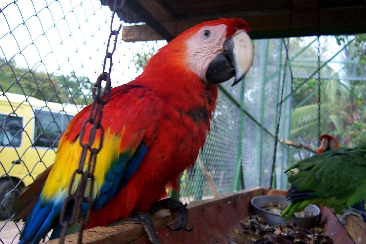 CR99_Birds01.jpg (128746 bytes)