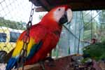 CR99_Birds01_s.jpg (9102 bytes)