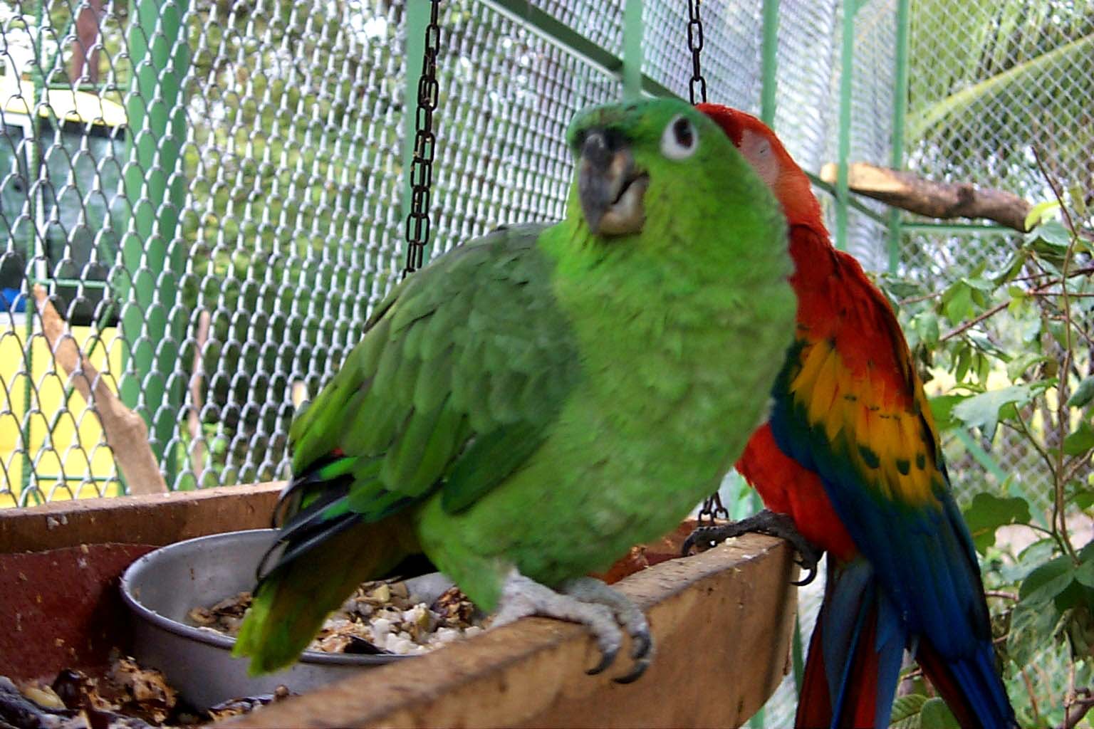 CR99_Birds02.jpg (179734 bytes)