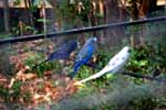 CR99_Birds03_s.jpg (10417 bytes)