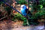 CR99_Birds04_s.jpg (10927 bytes)
