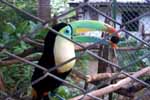 CR99_Birds05_s.jpg (10587 bytes)