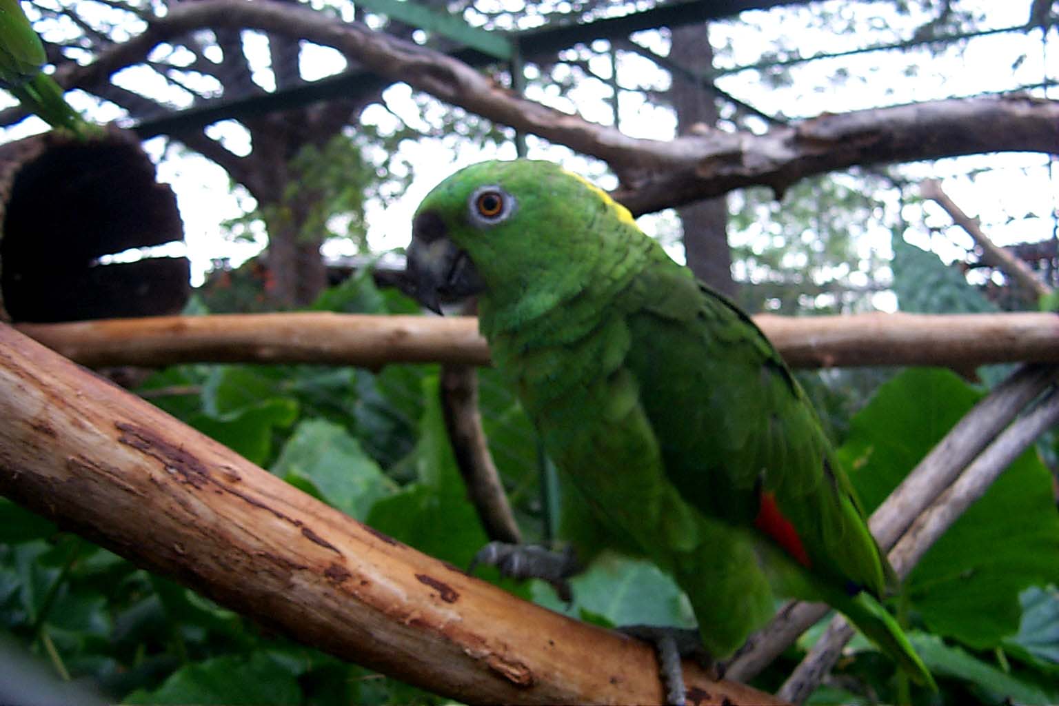 CR99_Birds06.jpg (124777 bytes)