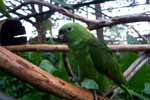 CR99_Birds06_s.jpg (10017 bytes)