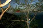 CR99_Kite5_s.jpg (7885 bytes)