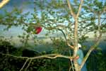 CR99_Kite6_s.jpg (10353 bytes)