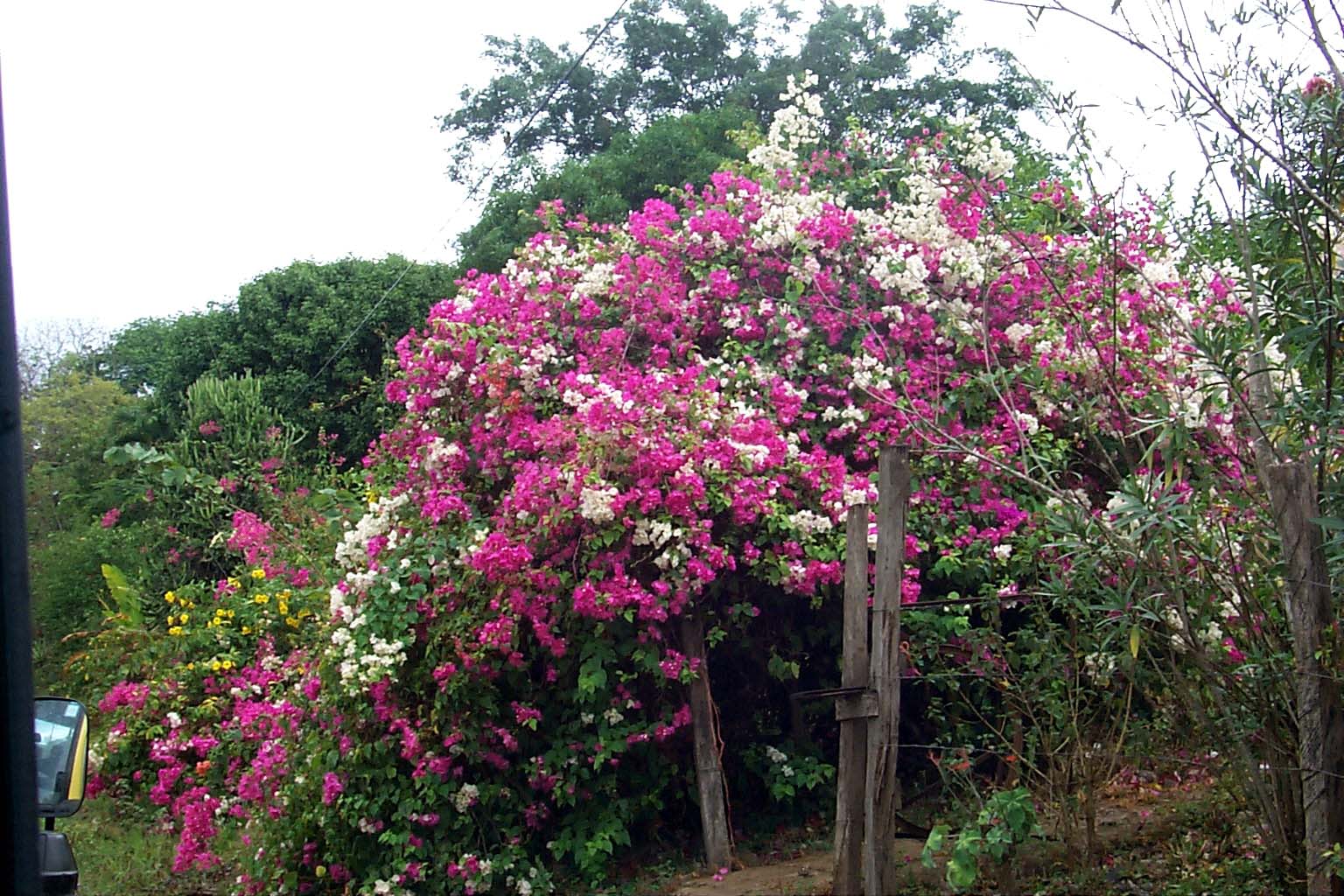 CR99_RainForest01.jpg (293729 bytes)