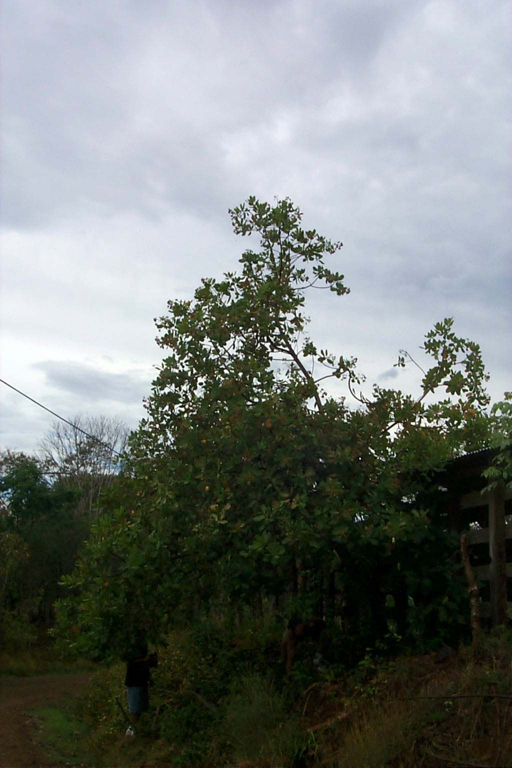 CR99_RainForest03.jpg (118795 bytes)
