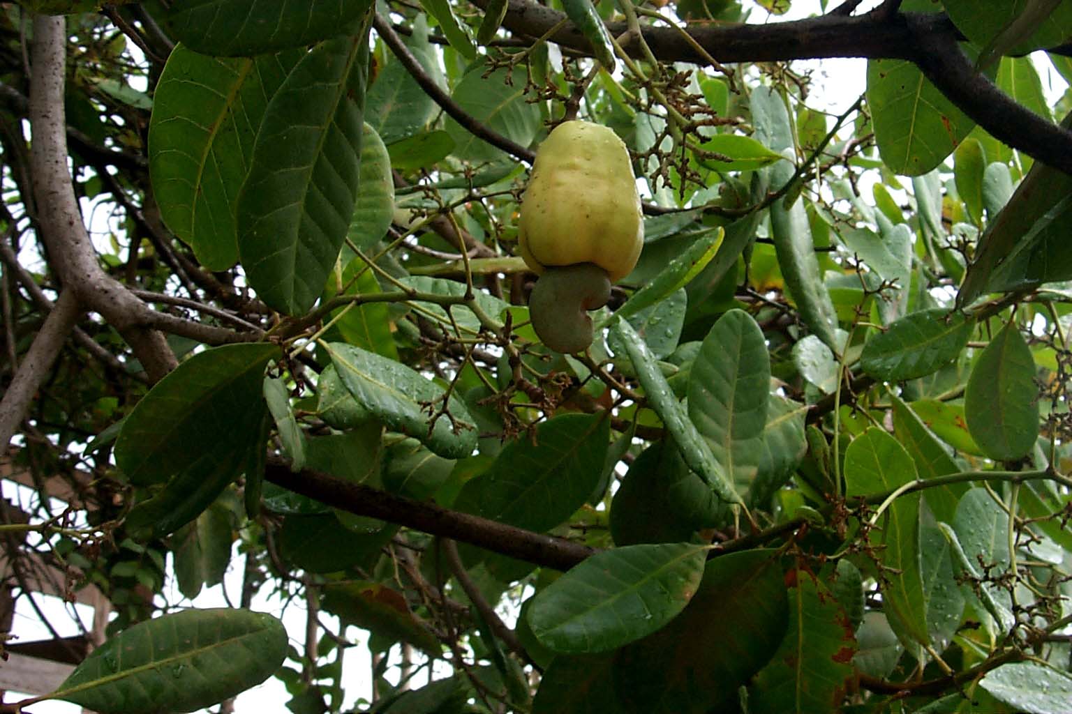 CR99_RainForest04.jpg (175307 bytes)