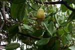 CR99_RainForest04_s.jpg (10857 bytes)