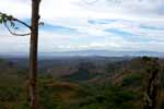 CR99_RainForest06_s.jpg (5851 bytes)