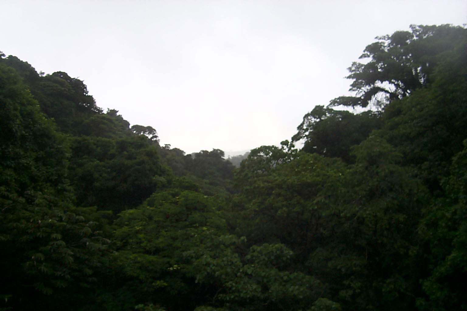 CR99_RainForest11.jpg (80308 bytes)
