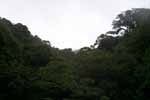 CR99_RainForest11_s.jpg (4982 bytes)