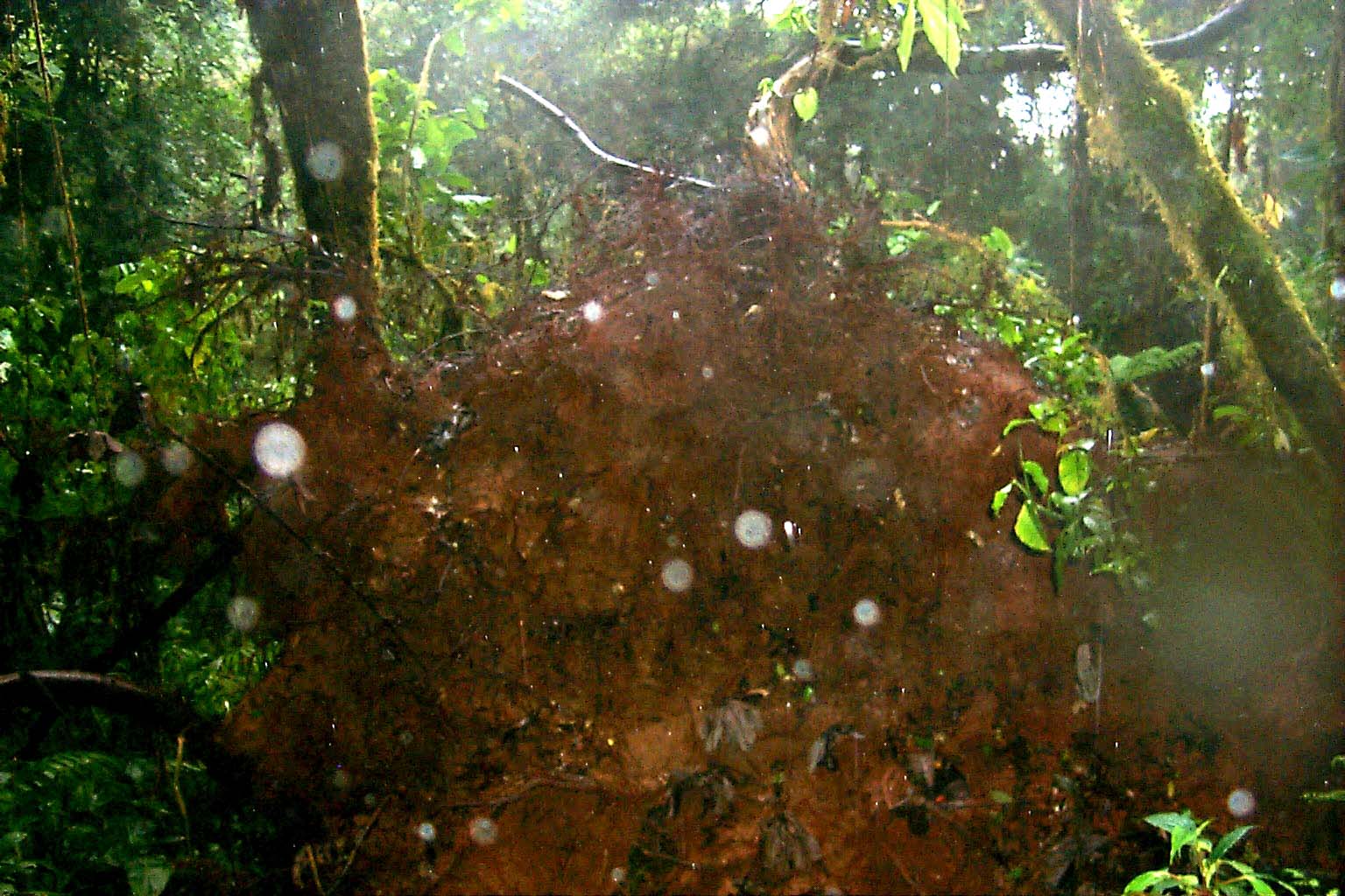 CR99_RainForest12.jpg (233153 bytes)