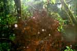 CR99_RainForest12_s.jpg (8280 bytes)