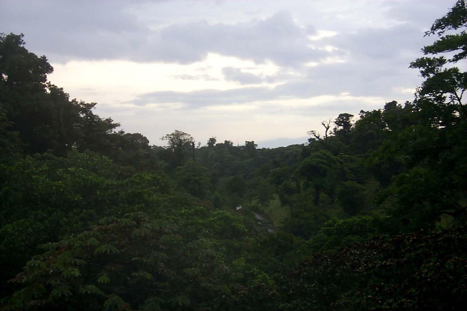 CR99_RainForest13.jpg (95408 bytes)