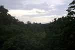 CR99_RainForest13_s.jpg (5278 bytes)