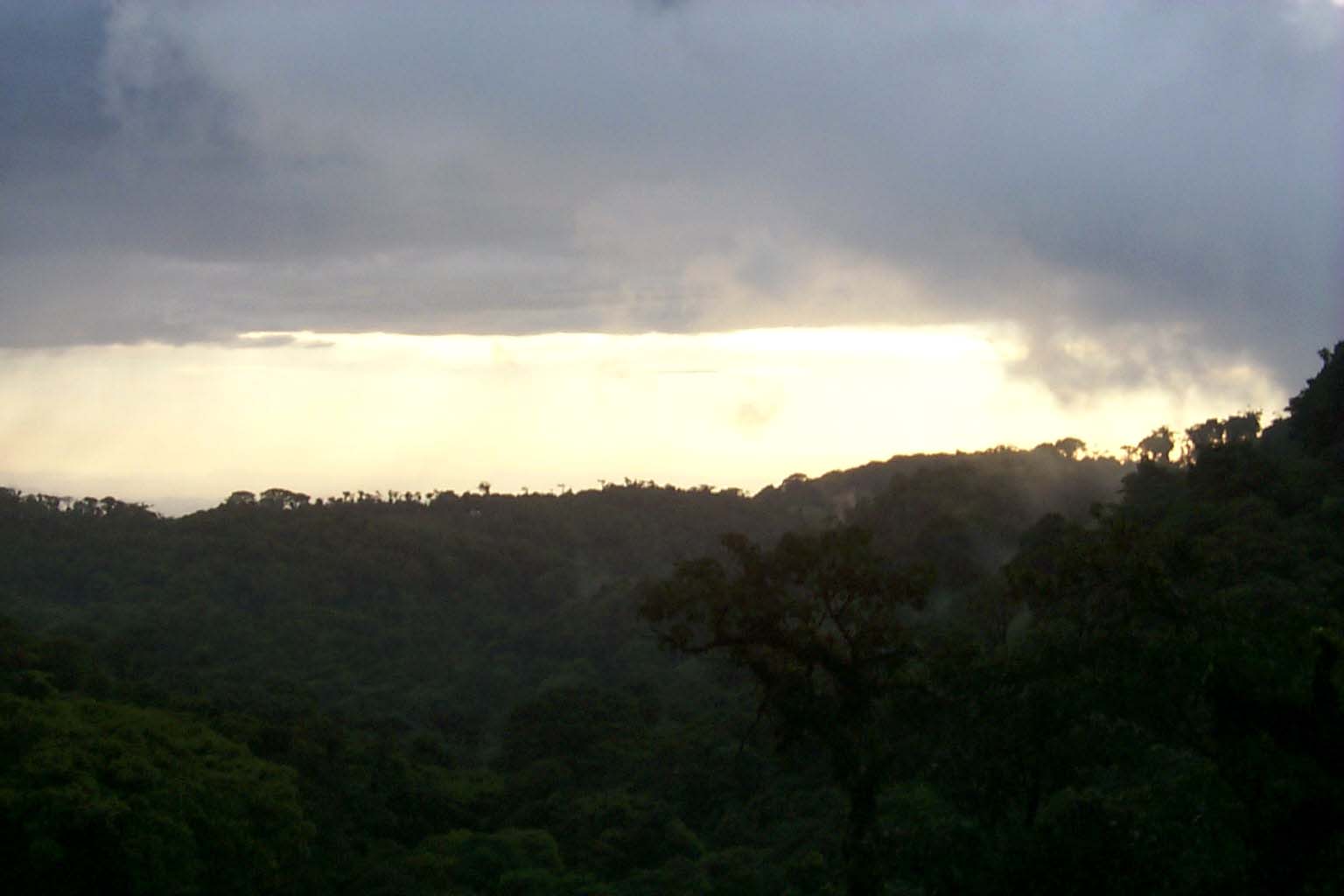 CR99_RainForest14.jpg (60468 bytes)