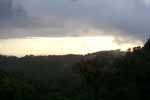 CR99_RainForest14_s.jpg (4031 bytes)