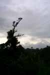 CR99_RainForest15_s.jpg (4535 bytes)