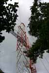 CR99_RainForest16_s.jpg (9312 bytes)