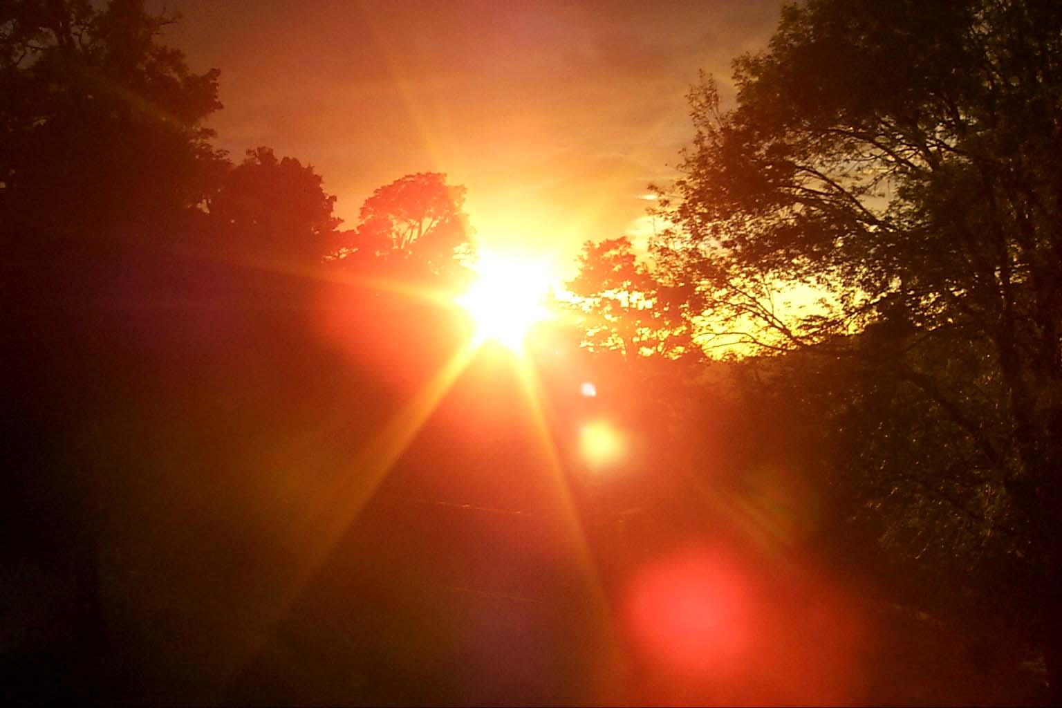 CR99_RainForest17.jpg (92094 bytes)