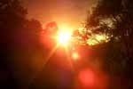 CR99_RainForest17_s.jpg (4867 bytes)