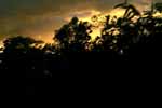 CR99_RainForestSunset2_s.jpg (5563 bytes)