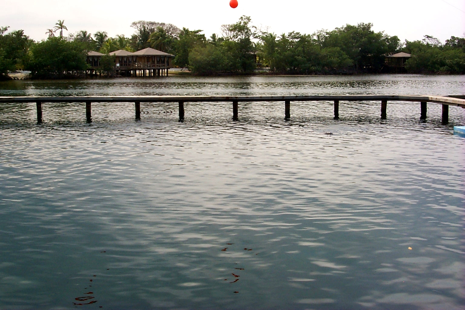 AKRDolphin1.jpg (1048576 bytes)