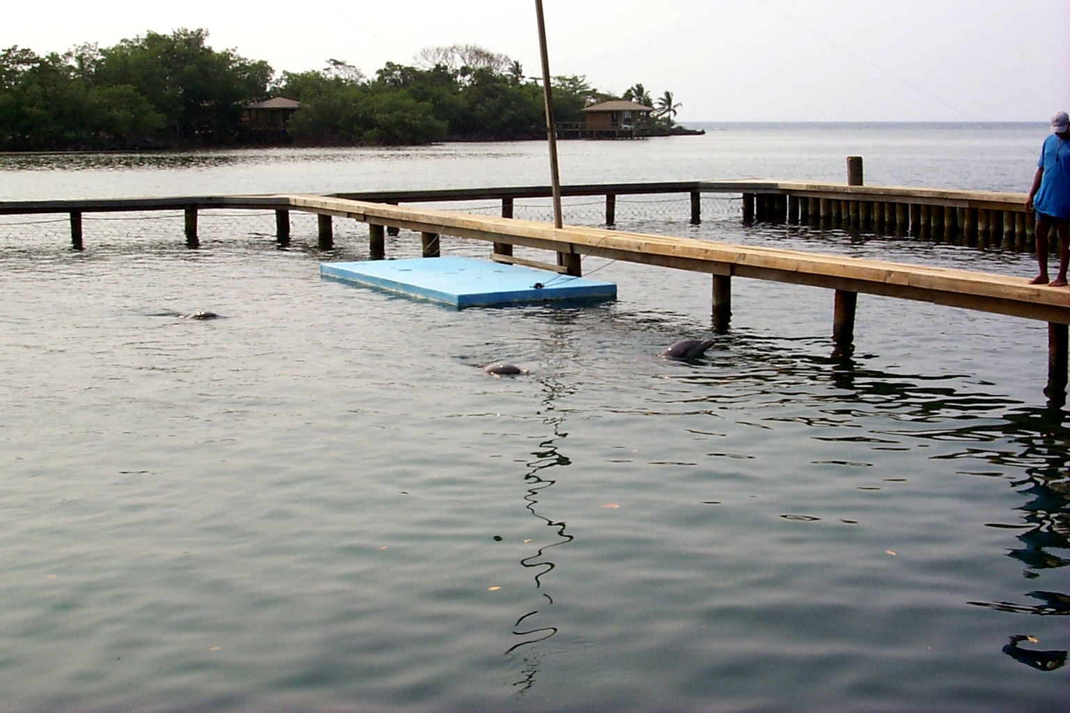 AKRDolphin2.jpg (917504 bytes)