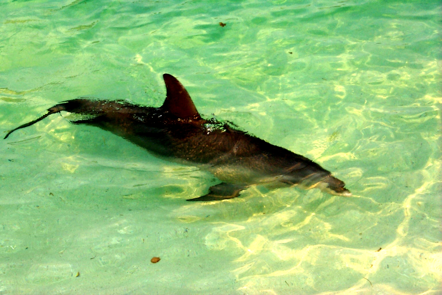 AKRDolphin6.jpg (1015808 bytes)