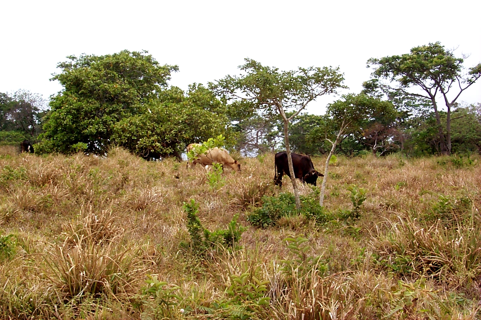 RoatanCows.jpg (1397746 bytes)