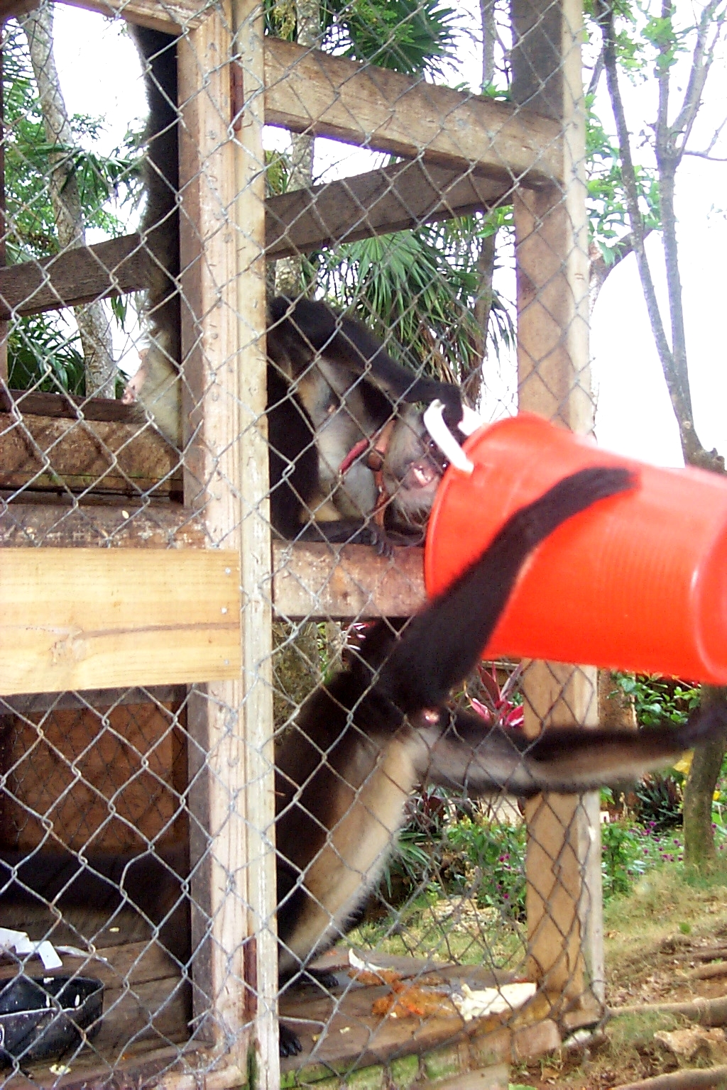 RoatanMonkey1.jpg (1267232 bytes)