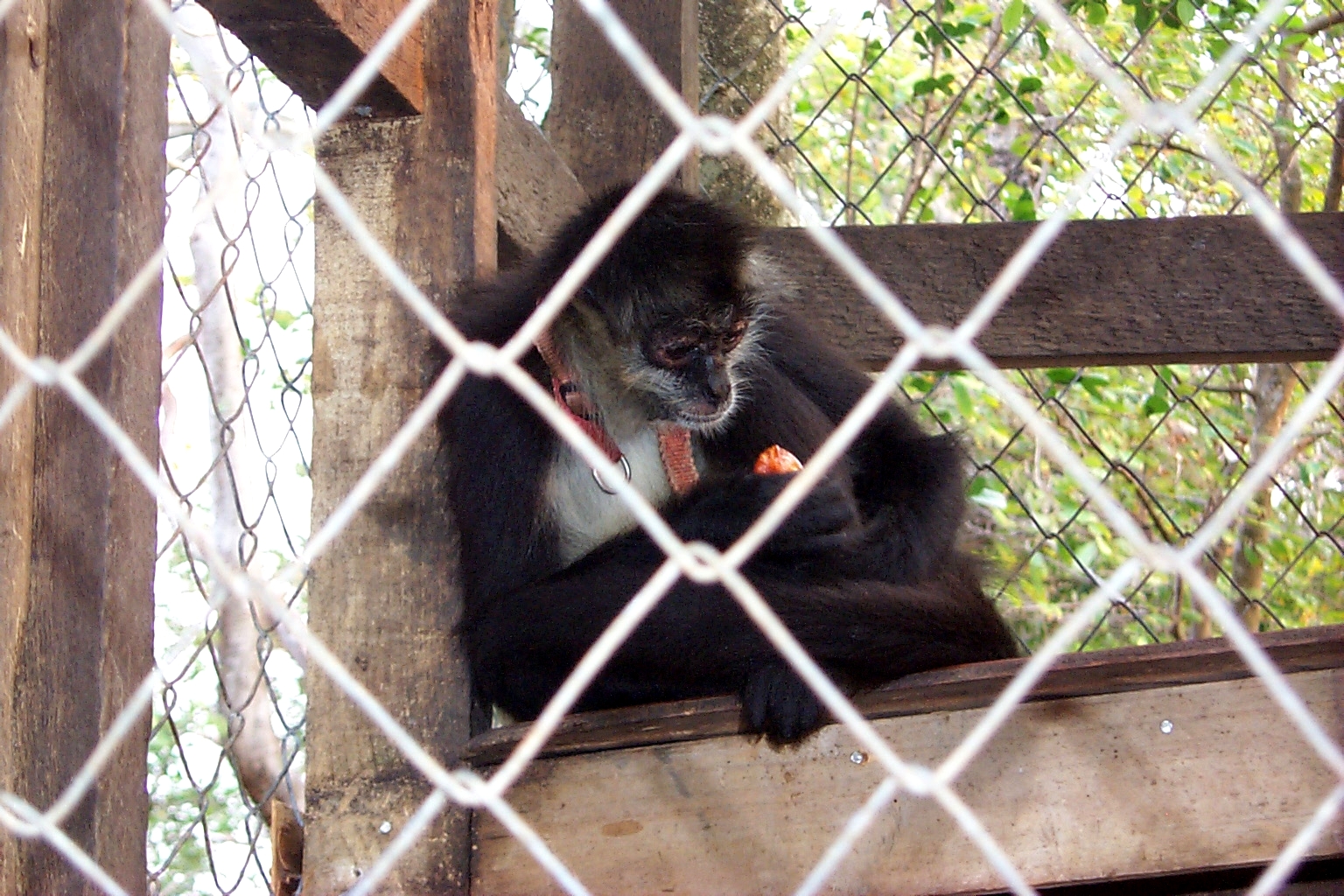 RoatanMonkey7.jpg (1192166 bytes)